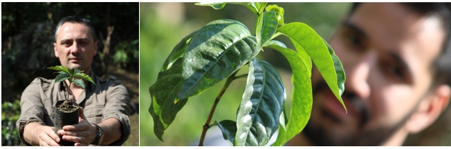caf&eacute; microlot la bolsa huehuetenango