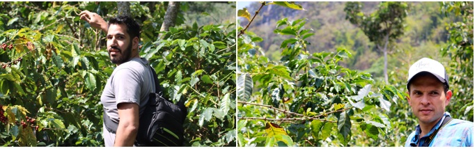 caf&eacute; microlot la bolsa huehuetenango