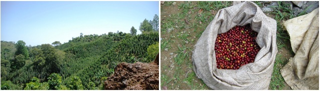 Caf&Atilde;?&Atilde;?&Atilde;?&Atilde;&Acirc;&copy; en grains mexique veracruz