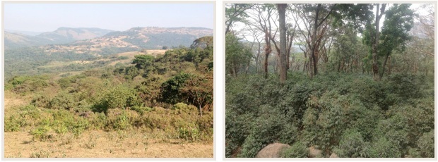 moka caf&eacute; &eacute;thiopien