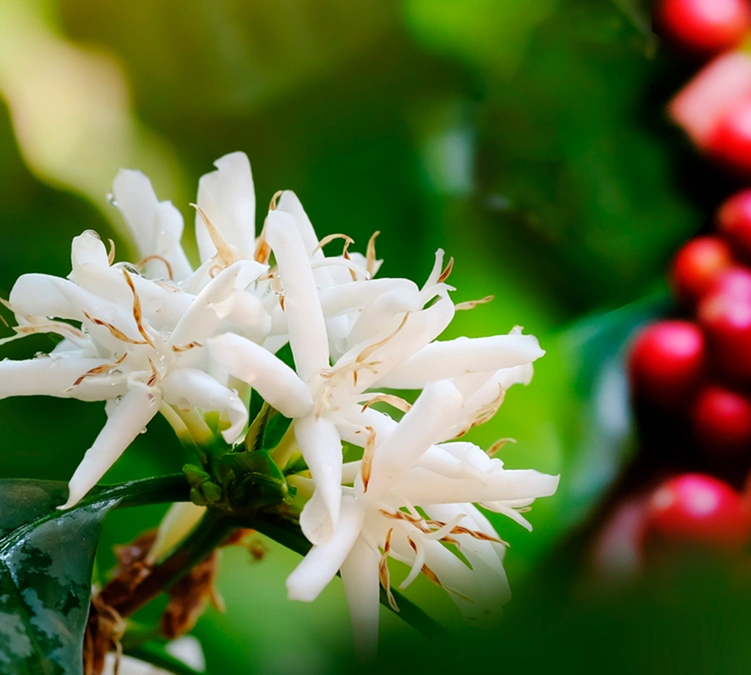 coffee plantation in the Amazon with ripe cherries on the branches