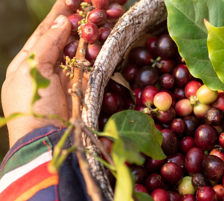 coffee cherries in Africa from Uganda and Kenya