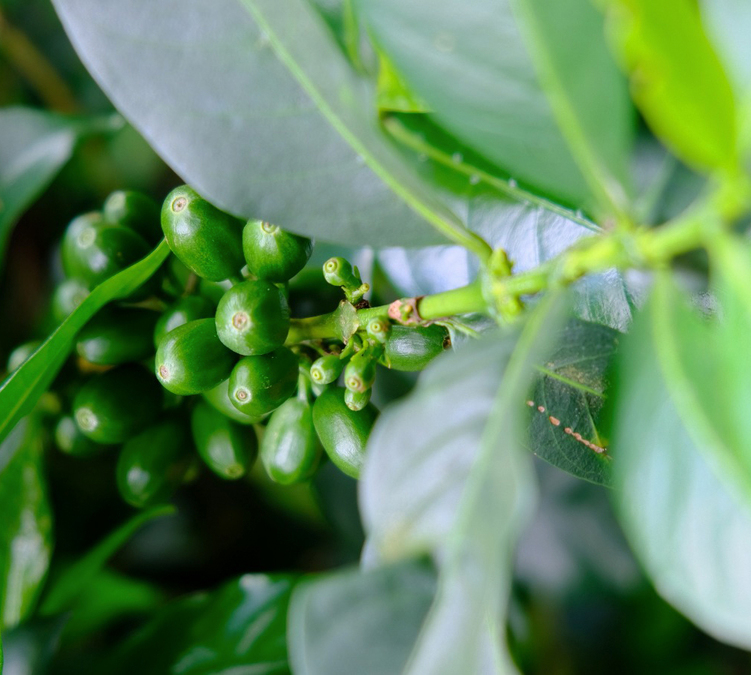 coffee beans colombia lugat las planadas 250g