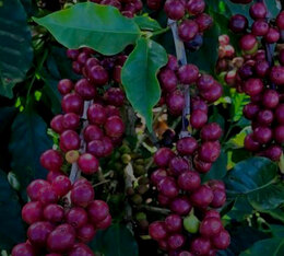 Paquet de caf&eacute; en grain Das Almas Bonanza Coffee 250 g