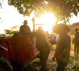 caf&eacute; en grain The Barn Elemental 250 g origine Br&eacute;sil