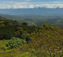 Caf&eacute; en grain Almibar Bonanza Coffee cultiv&eacute; dans la r&eacute;gion de Huila en Colombie