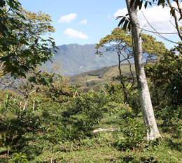 M&eacute;thode de d&eacute;caf&eacute;ination &agrave; l'eau du caf&eacute; Water Decaf