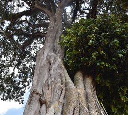 caf&eacute; en grain The Barn Genesis 250 g origine &Eacute;thiopie Yirgacheffe