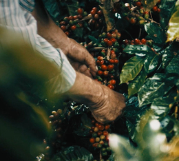 illy Intenso Coffee Beans 500 g