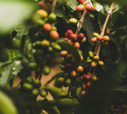 Origine du caf&eacute; d&eacute;caf&eacute;in&eacute; du Mexique