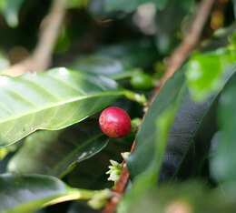 cafe maragogype naturel tasse notes fraise mangue fraicheur vegetale