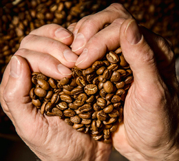 cafe en grain de specialite du yemen yemen zenithal mokha lagrange