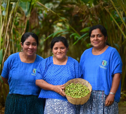 cafe en grain guatemala kekchi bio 250g cafe de specialite torrefie par cafe mokxa