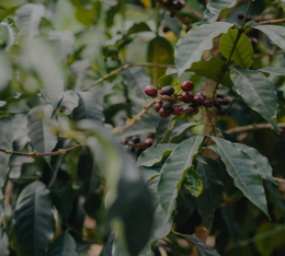 capsule cafe durable certifie utz