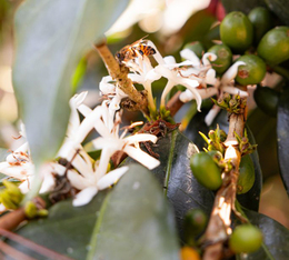 fairtrade certified coffee