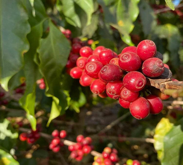 bourbon coffee beans las naranjales guatemala