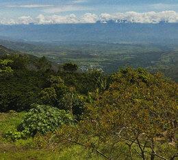Bonanza Coffee Almibar: Coffee Beans from Colombia&rsquo;s Huila Region