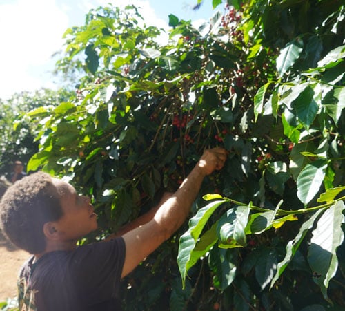 Caf&eacute; de sp&eacute;cialit&eacute; Baro&iuml;da Estate aux notes de fruits rouges