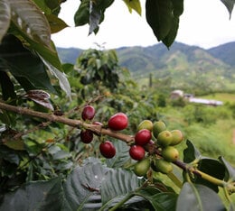 south america green coffee beans