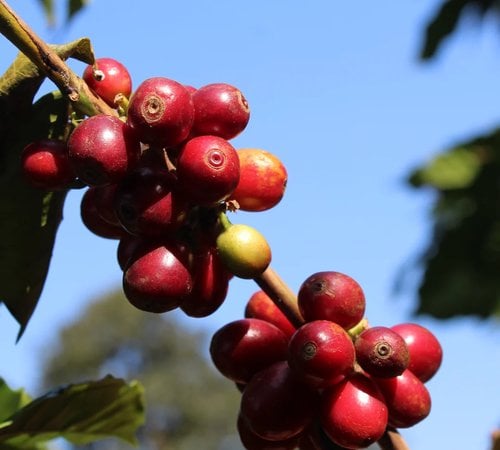 Plantation de caf&eacute; dans la r&eacute;gion de San Marcos au Guatemala, sur les terres volcaniques de Los Volcanes.