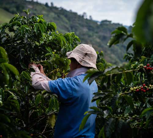 Gamme MonoArabica Illy caf&eacute;s en grains pure origine