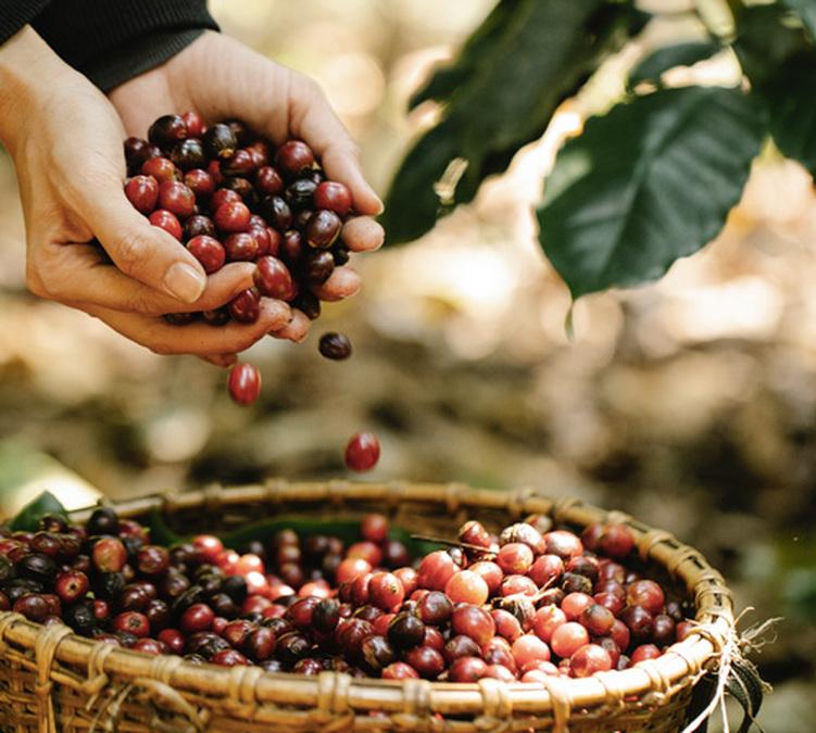 Green Lion Coffee: un marchio attento e fidato
