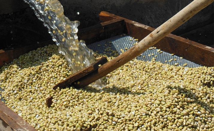 Whole bean coffee (washed