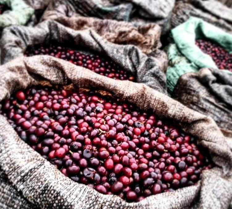 organic green coffee beans