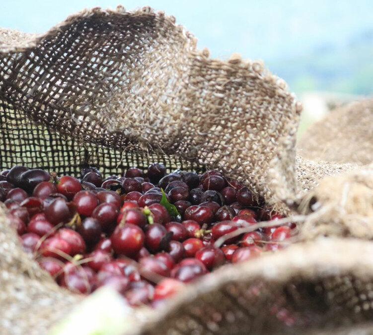 arabica whole bean coffee roasted in france