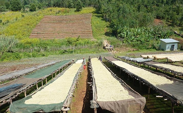Coffee beans drying on raised beds