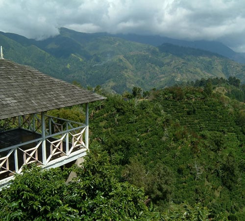 Producteurs de caf&eacute; Blue Mountain dans les montagnes de Jama&iuml;que