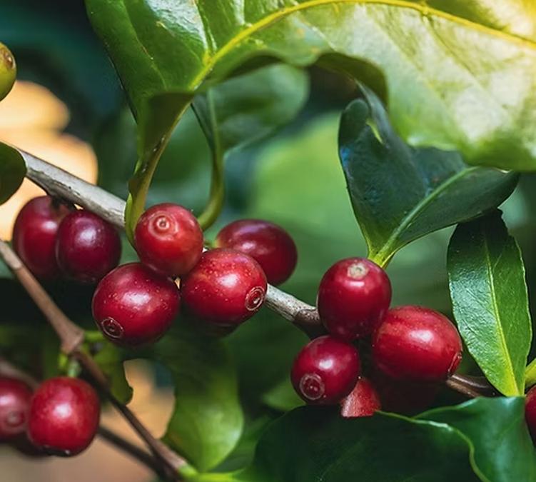 coffee cherry on coffee branch cafe creme 1 kg