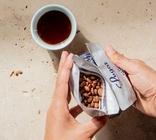 Caf&eacute;ier de vari&eacute;t&eacute; Typica Blue Mountain cultiv&eacute; en Jama&iuml;que