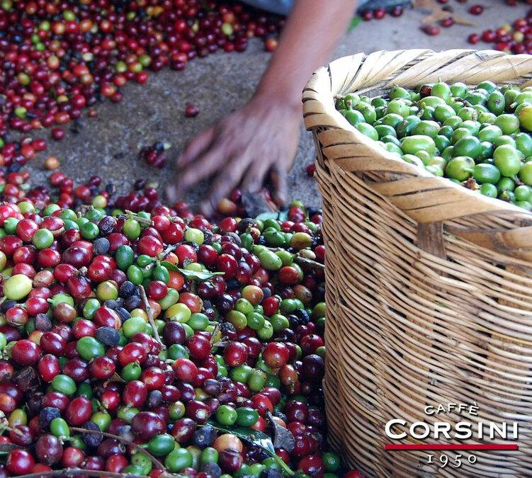 caffe corsini jamaica blue mountain coffee beans