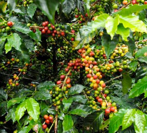 Black Condor Project caf&eacute; Colombie