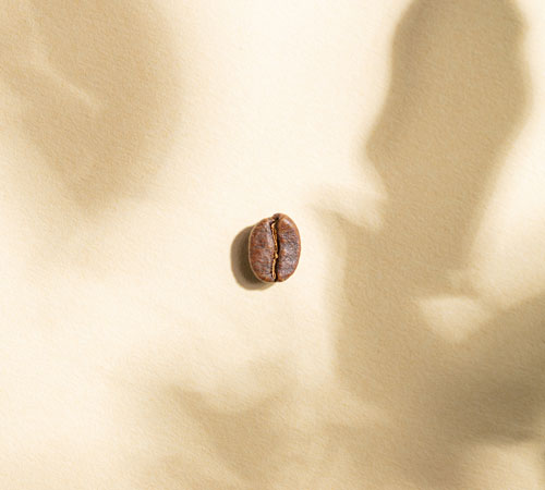 Caf&eacute; en grain bio Brewmanity Green Lion Coffee du P&eacute;rou