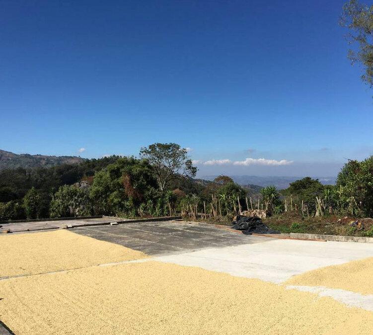 piantagioni caff&egrave; grani