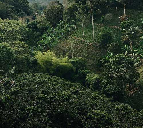 cafe en grain Inti 1895 Coffee Designers Lavazza Colombie