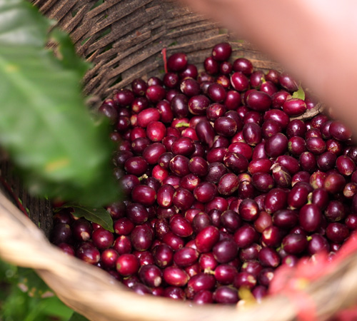 Caf&eacute;s Maragogype et Altiplanos LUGAT originaires de Jinotega au Nicaragua